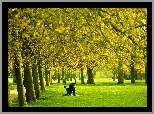 Park, Alejki, Drzewa, Ludzie, Ławka, Mężczyzna, Wiosna
