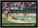 Steve, Irwin, Łowca, Krokodyli, Pokazy, Ludzie, ZOO, Australia